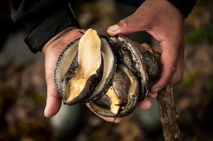 A collection of abalones