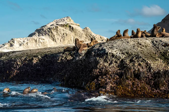 Seals resting on rocks on shore