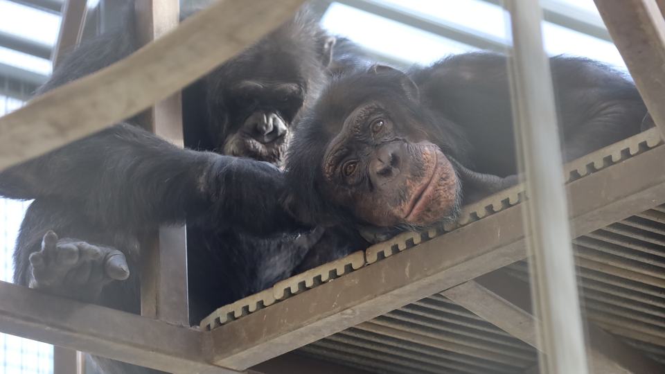 A pair of rescued chimpanzees peer down at the camera from a structure inside their sanctuary