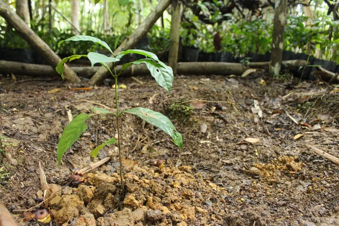 A coffee plant grows from the ground.