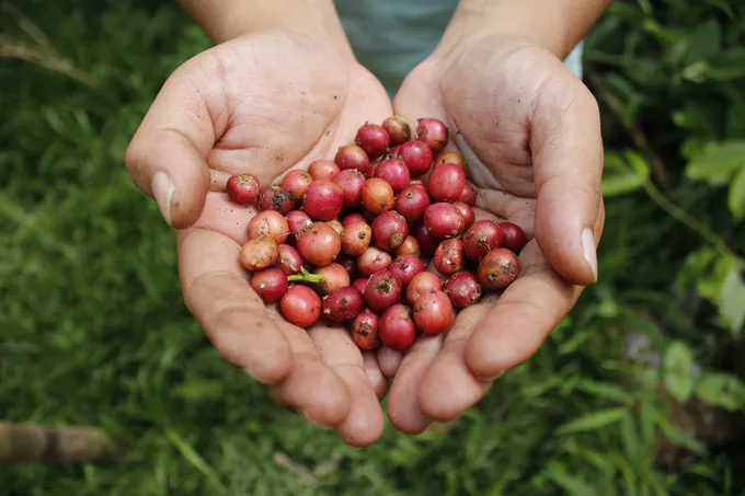 Human hands hold bright red coffee cherries