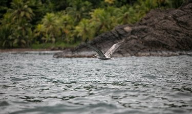 A bird flies across the surface of water