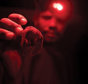 A person wearing a red headlamp holds up a turtle hatchling