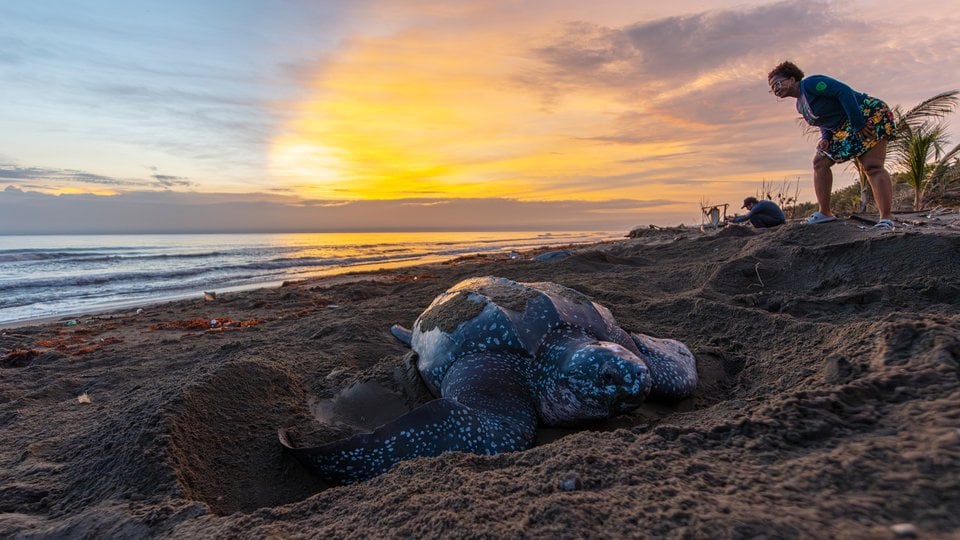 A woman watches a turtle beneath the setting sun