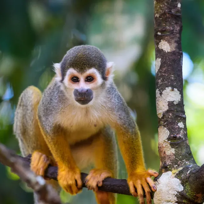 A small monkey with orange to brown to white ombre fur perches on a branch.