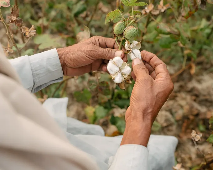 Woman holding cotton plant