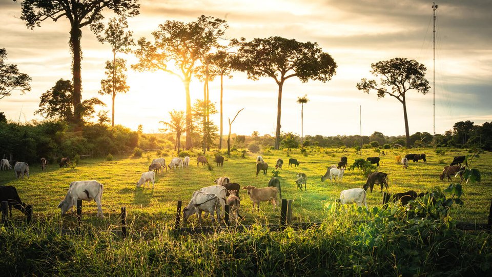 Cows grazing in a field