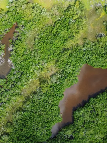 Aerial photo of a wetland area with thick green vegetation