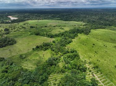 Aerial view of green forest and open space