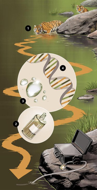 Graphic showing process of eDNA collection