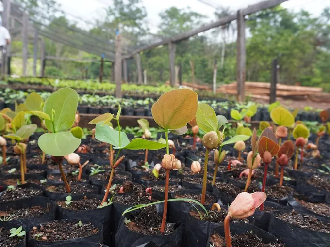 Green leaves sprout from young plantings grown by the  Indigenous Paiter Surui community in the Amazon