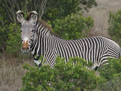 A zebra standing behind vegetation