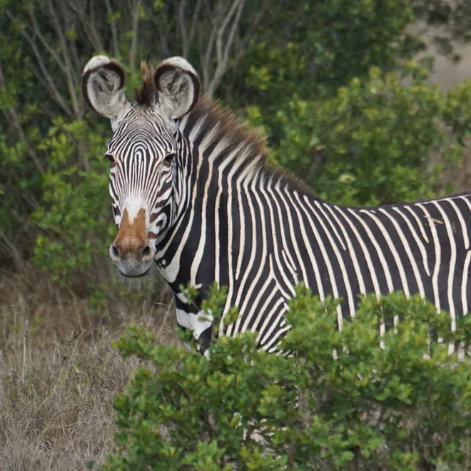 A zebra standing behind vegetation