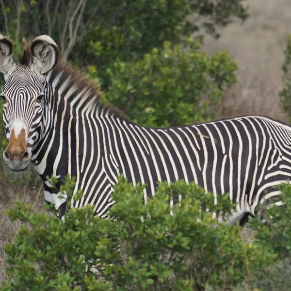 Alongside a green bush, a Grevys zebra stands in profile turning its head toward the camera
