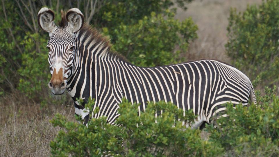 Alongside a green bush, a Grevys zebra stands in profile turning its head toward the camera