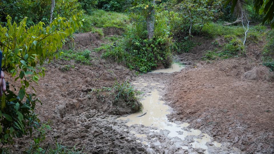 A forest stream with many animal footprints in the mud