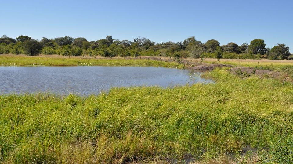 A pan, shallow ephemeral (temporary) wetlands that collect water mostly from seasonal rains, surrounded by tall green grasses with trees and blue sky in the distance