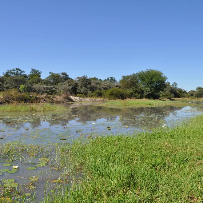 A pan, an ephemeral water source, in Namibia covering and surrounded by tall grasses with trees and blue sky in the background