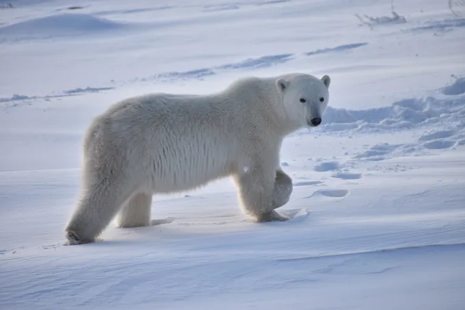 A polar bear walking across snow