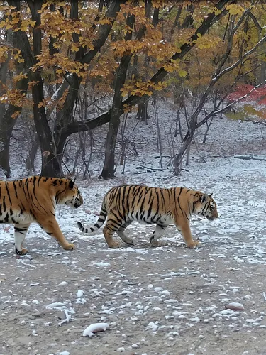 A mother tiger and two cubs walk in a snowy landscape