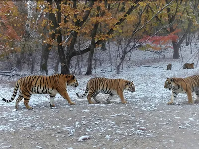 A mother tiger and two cubs walk in a snowy landscape
