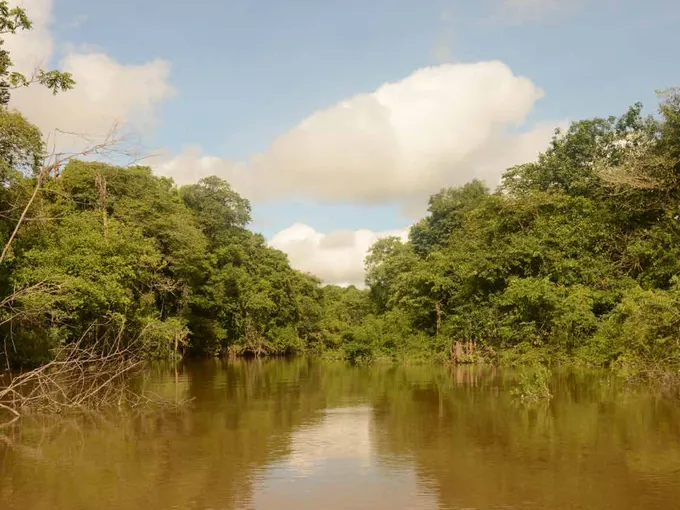 Landscape of overgrown forest and brown water