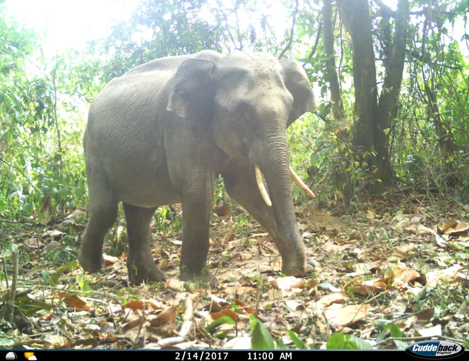 An elephant walks through leaves and vegetation