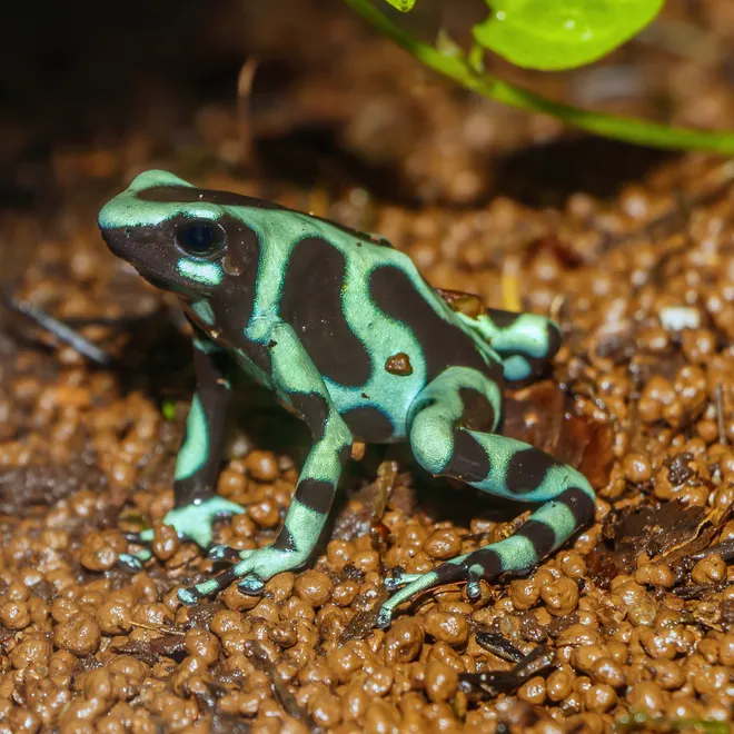 A black and green poison dart frog on some wet gravel.