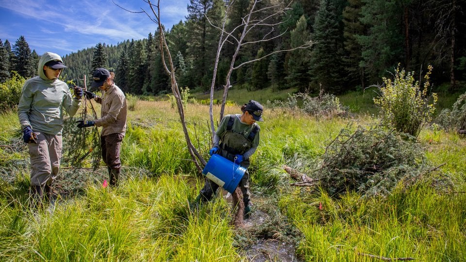 People using branches and debris to build a human-made beaver dam