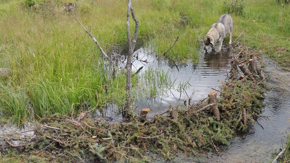 A pile of branches and organic debris forming a dam
