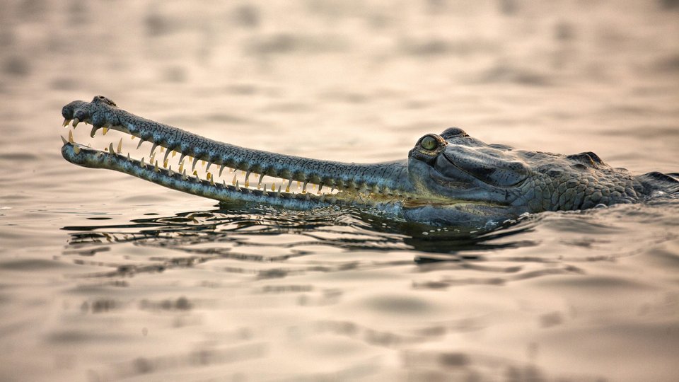 Gharial in water