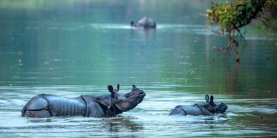 An adult and baby rhino standing in water