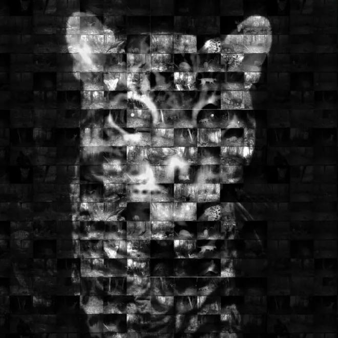 Image of a big cat composed of smaller camera trap images