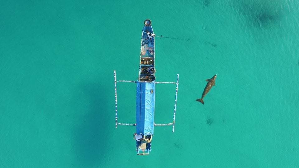 An aerial view of a small boat and a dugong swimming alongside it in Indonesia