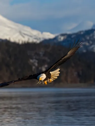 A bald eagle swooping low over a body of water, majestic mountains in the background