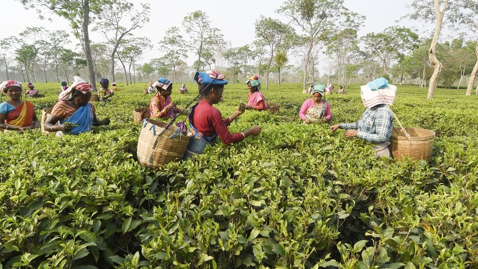 Women harvesting in field of tea plants