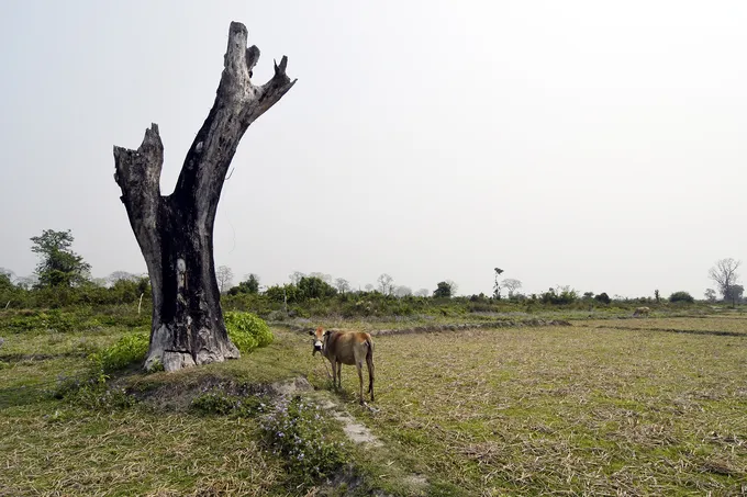 A cow standing next to a bare tree