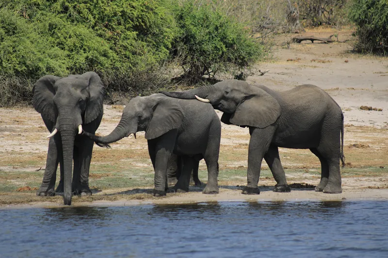 Three African elephants on the water's edge