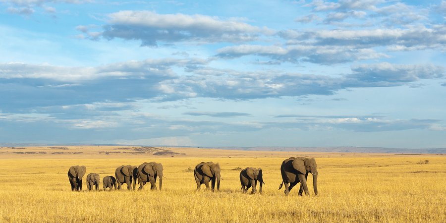 Elephants walking across yellow fields