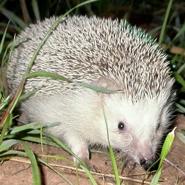 North African hedgehog walking through some grass
