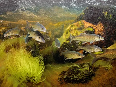 Clanwilliam redfin swimming beside green plants in a river