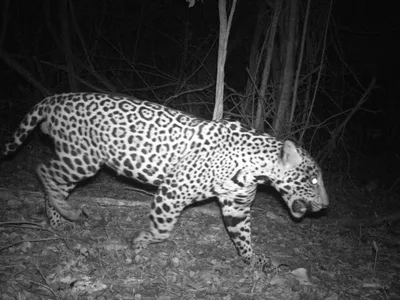 A jaguar with black rosettes captured on camera trap walks across the frame in the dark