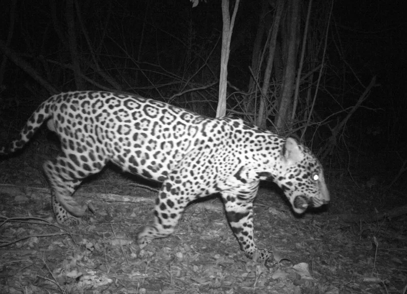 A jaguar with black rosettes captured on camera trap walks across the frame in the dark