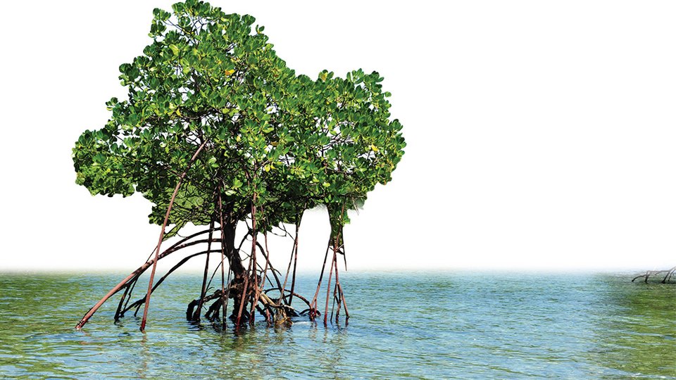 Tree growing out of water