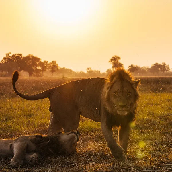Male lion in sunset approaching camera