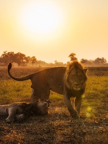 Male lion in sunset approaching camera