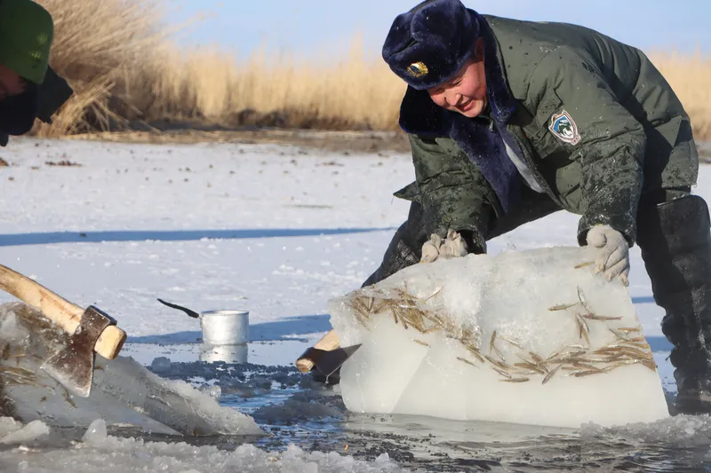 Ranger pushing frozen ice with fish