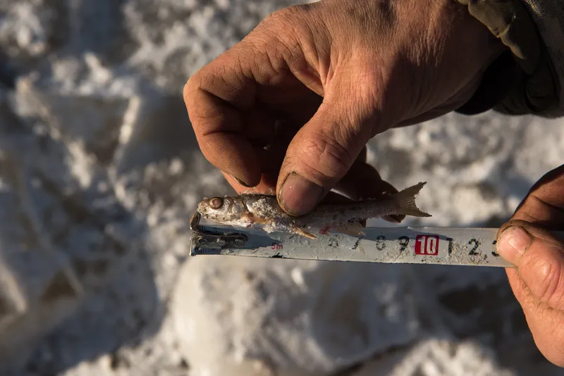 Measuring length of fish