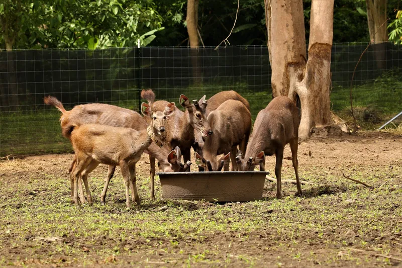 Deer eating from barrel