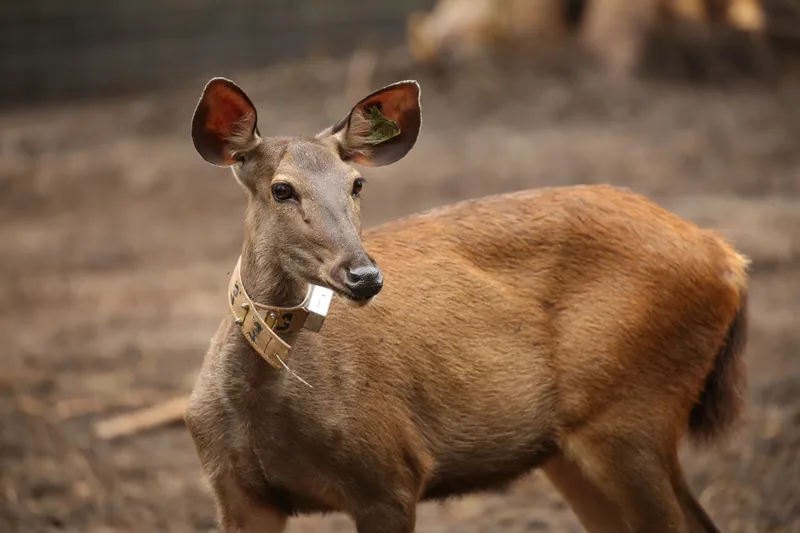 Deer with collar